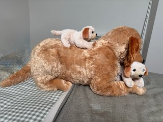 Peluche Jumbo Mamá y Bebé Golden Retriever 76 cms