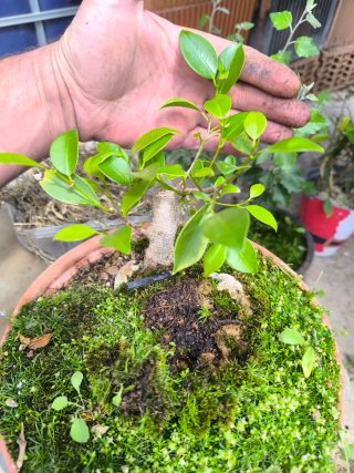 Ficus en roca