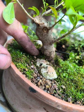 Ficus en roca