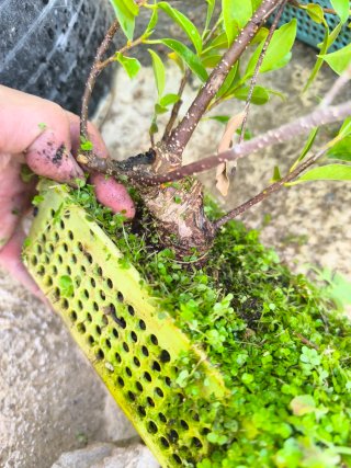 Ficus retusa Tiger Bark en colador
