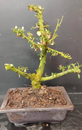 Prebonsai Cotoneaster horizontalis