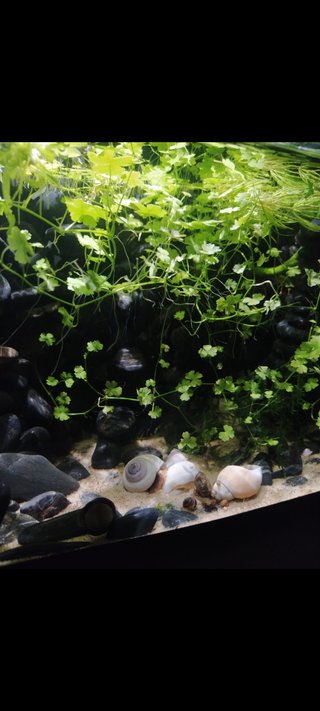 Acuario con plataforma
