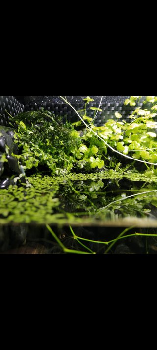 Acuario con plataforma