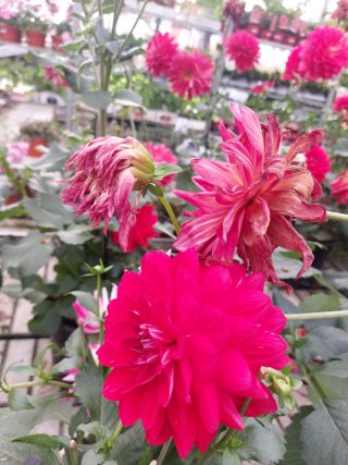 Pianta di Dahlia fucsia arancio e rosa