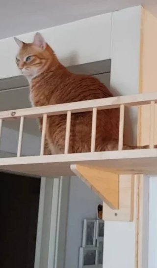 Puente para gato madera artesanal