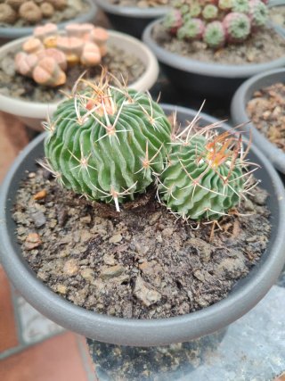 Cactus doble