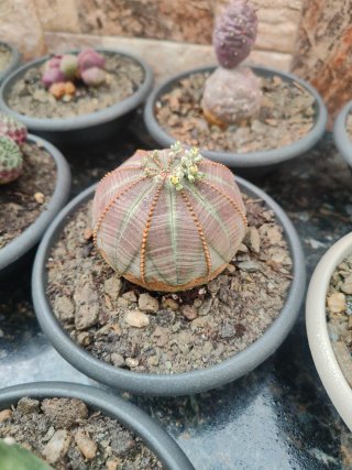 Cactus esférico con flores