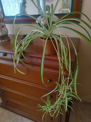 Planta Cinta con hijuelos