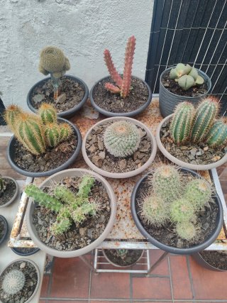 Cactus y Suculentas Variados en Maceta