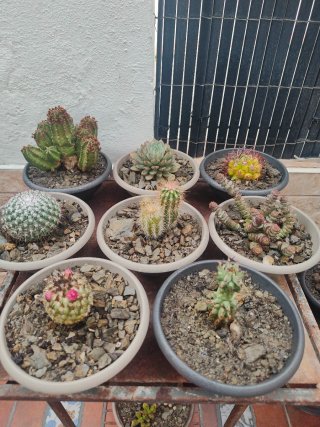 Cactus y Suculentas Variados en Maceta