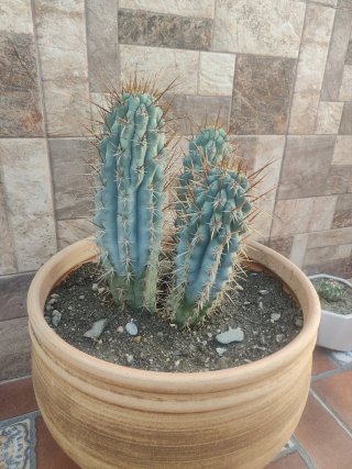 Cactus grandes en maceta