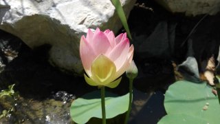 Loto nano varietà Pink and Yellow, rizoma