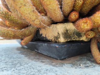 Cactus en maceta cerámica