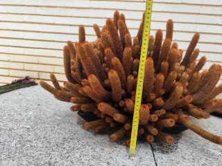 Cactus en maceta cerámica