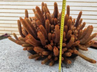 Cactus en maceta cerámica