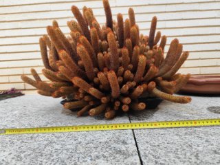 Cactus en maceta cerámica