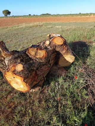 Troncos de madera para leña