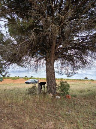 Troncos de madera para leña