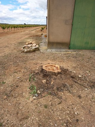Troncos de madera para leña