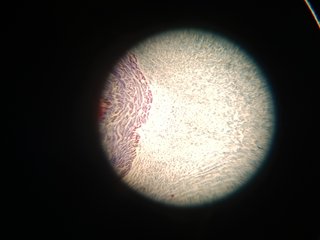 Microscópio Monocular - Motic SFC-100 Series