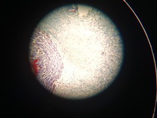 Microscópio Monocular - Motic SFC-100 Series