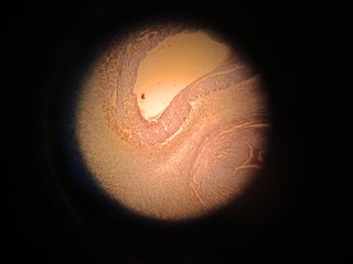 Microscópio Monocular - Modelo 109 URA Technics