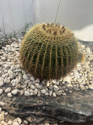 Cactus Asiento de la Suegra
