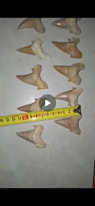 Denti fossili di squalo