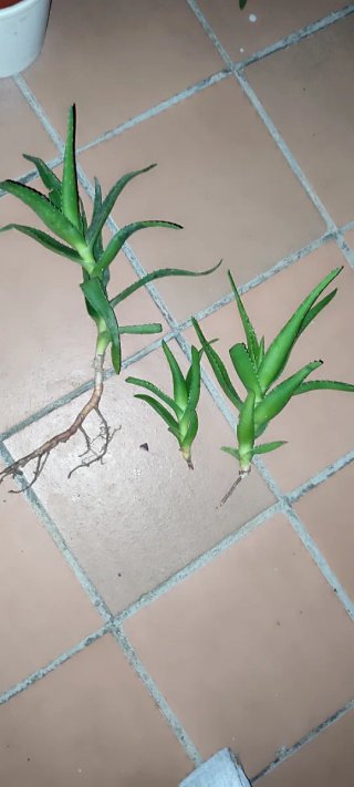 Plantas de Aloe Ciliaris.