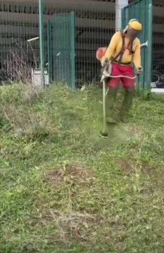 Limpieza de parcelas poda de árboles