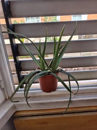 Planta maceta aloe vera