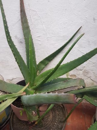Planta Aloe Vera