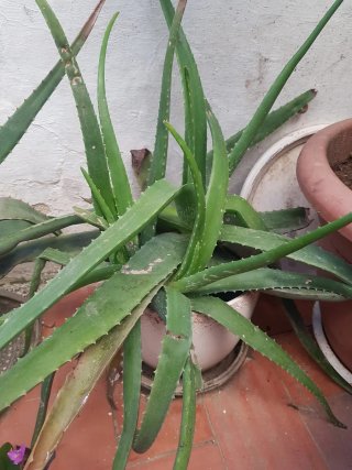 Planta Aloe Vera