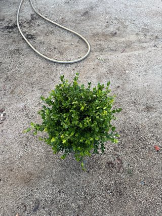 Buxis  Planta en maceta negra