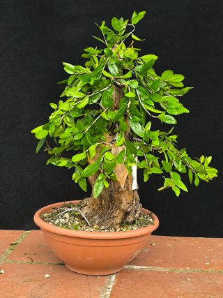 bonsai granado