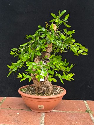 bonsai granado