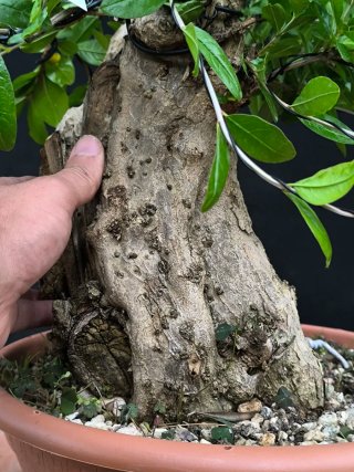 bonsai granado