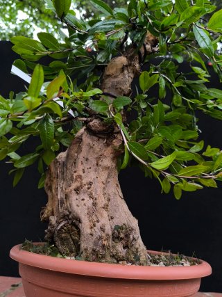 bonsai granado