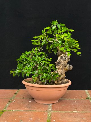 bonsai punica granatum