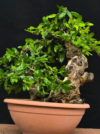 bonsai punica granatum