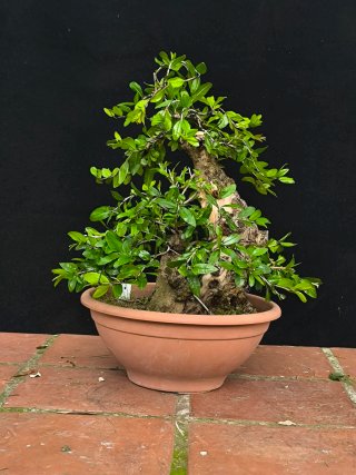 bonsai punica granatum