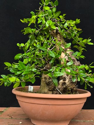 bonsai punica granatum