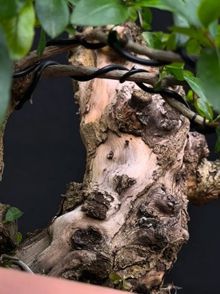 bonsai punica granatum