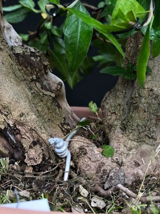 bonsai punica granatum