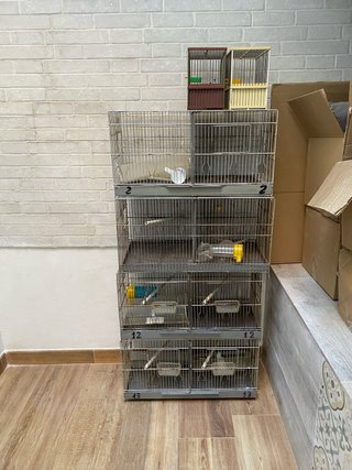 Lote 4 Jaulas 60cm
