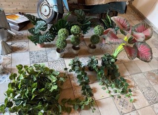 Lote de 9 plantas y 16 maceteros TODO JUNTO