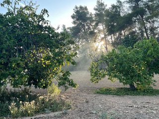 Terreno en venta en Porreres