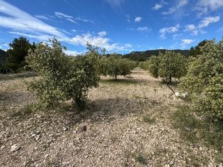 40 Olivos en producción