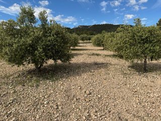 40 Olivos en producción