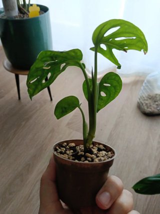 Monstera Adansonii Planta Joven